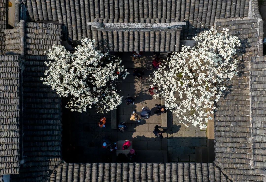 周莊春日(ri)影像詩：一(yi)半書香，一(yi)半煙火